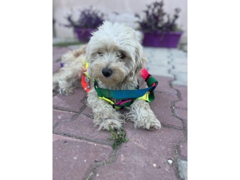Maltese çok tatlı kopegimiz disi uyumlu