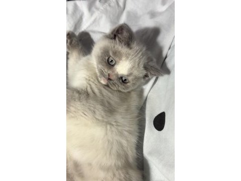 British shorthair blue point safkan
