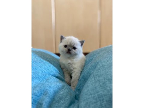 A kalite british shorthair bebekler
