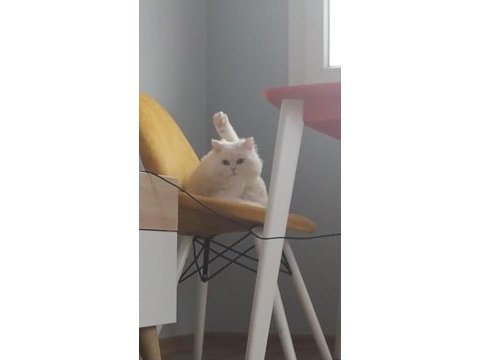 Scottish straight beyaz erkek kedi