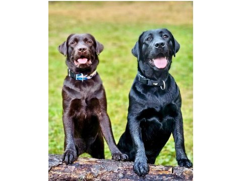 Labrador retrıever yavruları ıstanbul 