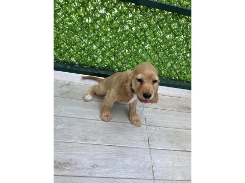 3 aylık yavru cocker