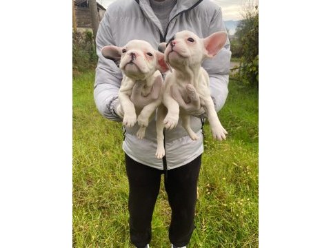 Üst sınıf french bulldog yavrularımız
