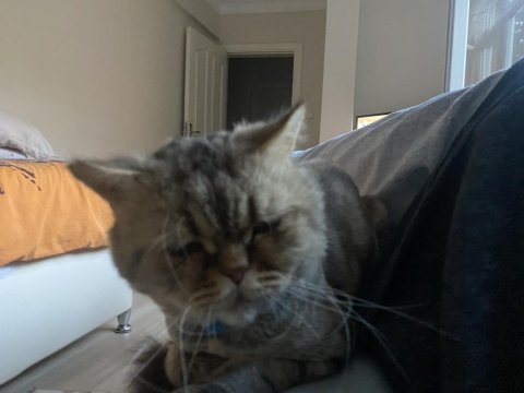 Evcil iran kedimi sahiplendirmek istiyorum