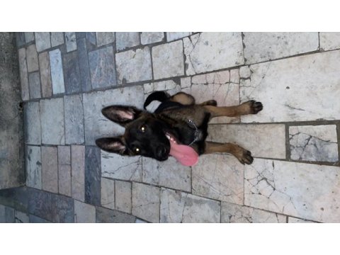 7 aylık erkek malinois belçika kurdu