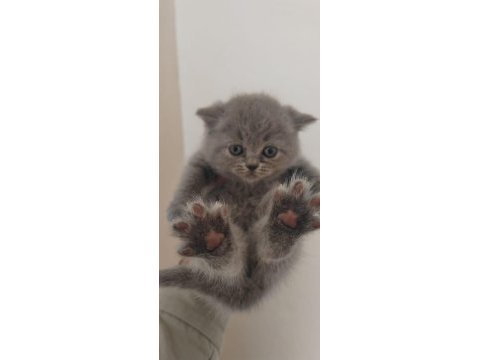 British shorthair yavrular teslime hazır
