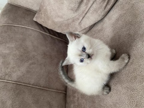 Güzel bebeğimiz british shorthair yeni yuvasını arıyor