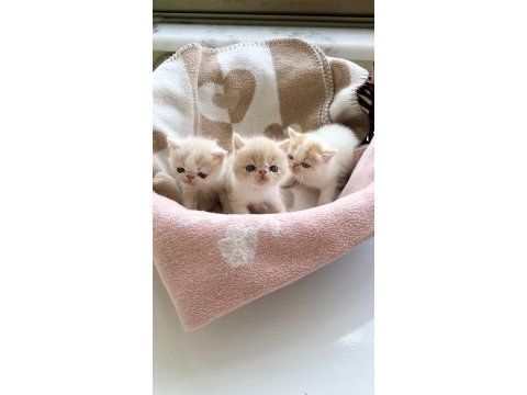 Safkan şecereli exotic shorthair yavru