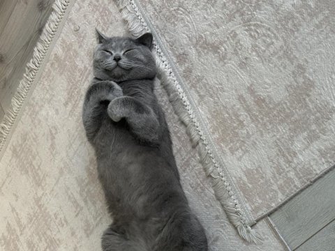 British shorthair 1 yaşında