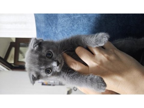 Scottish fold kedisi