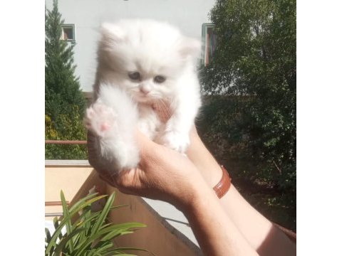 Kaliteli sağlıklı yavrular