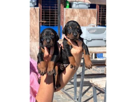 Doberman yavruları