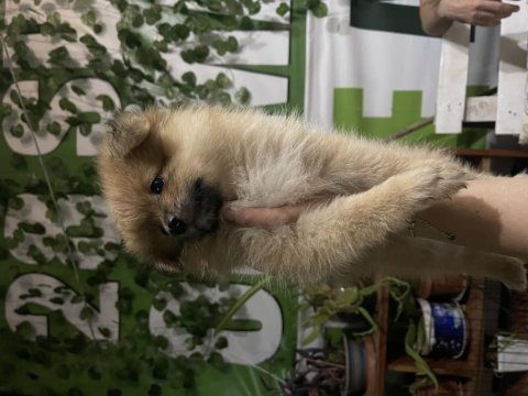 Yavru pomeranian 40 günlük