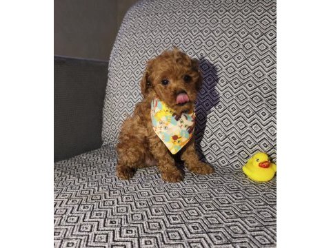 Tea cup erkek poodle yavrumuz