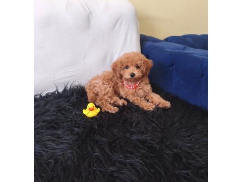Peluş bir kız toy poodle