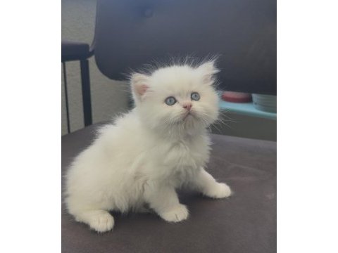 British longhair erkek yavru