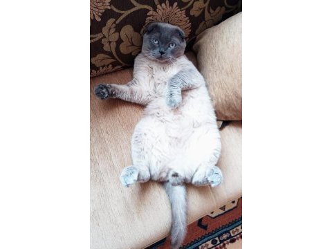 Scottish fold blue point erkek
