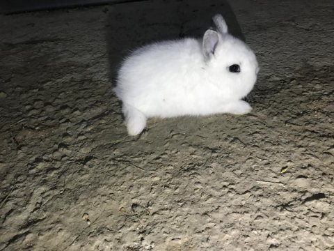 Hollanda cüce tavşanı