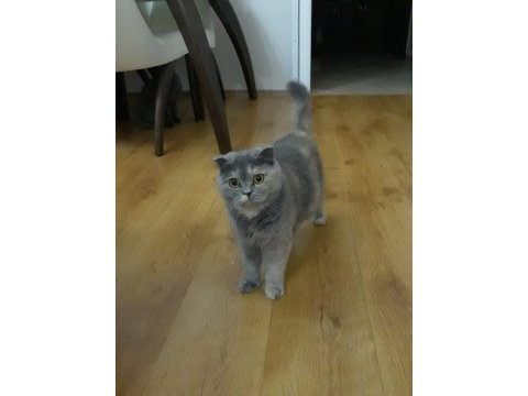 Scottish fold güzeller güzeli kızım