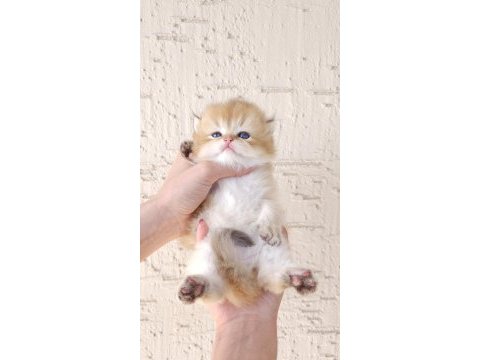 Safkan british longhair oğlumuz yeni yuvasını arıyor