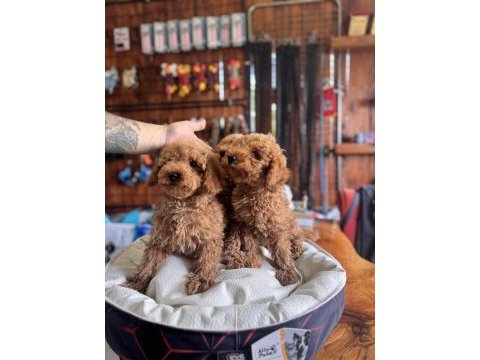 Dev kampanya poodle bebekler