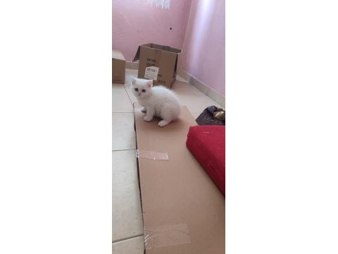British shorthair minikler