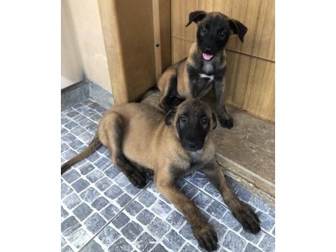 Safkan ırk garantili belçika kurdu