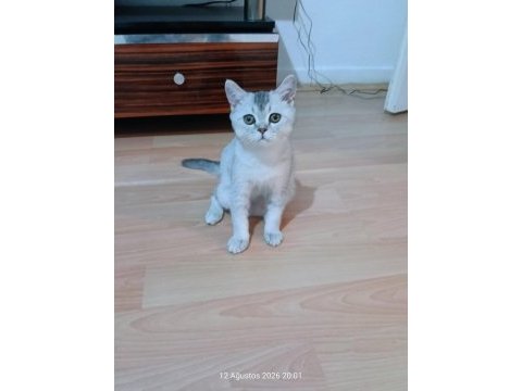 2 aydan küçük british shorthair yavrular