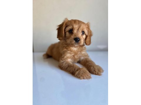Kıvır kıvır koyu maltipoo yavrular