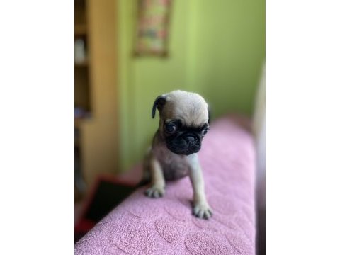 Sevimli yavru pug köpekler