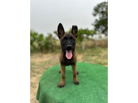 Manisa malinois 45