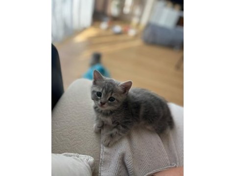 British ve russian blue melez kedilerimiz yuva arıyor