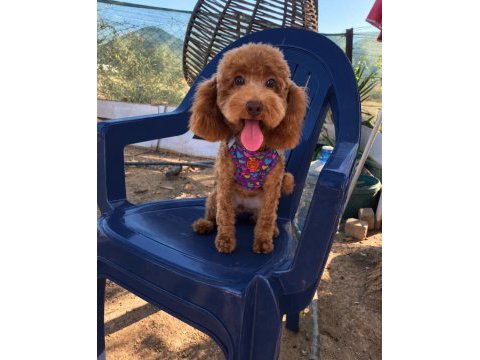 Dişi 6,5 aylık poodle