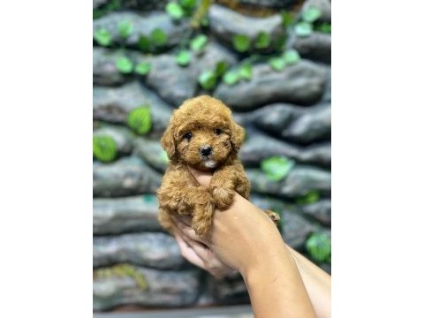 65 günlük kore poodle yavrular