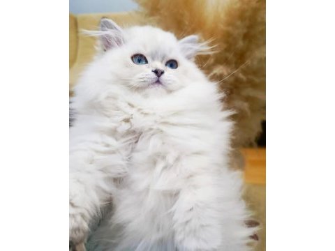 A kalite british longhair dişi yavrum