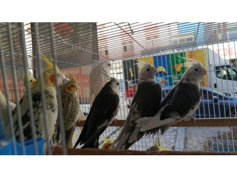 Sultan papağanları bebek yavrular