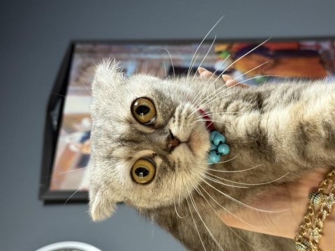 Scottish fold güzeller güzeli frape
