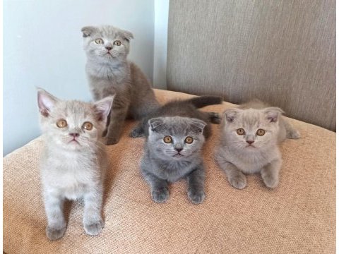 Biz yakışıklı 3 erkek kediyiz yeni ailemizi arıyoruz