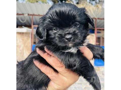 Bu sevimli maltipoo yavruları yeni yuvasını arıyor..