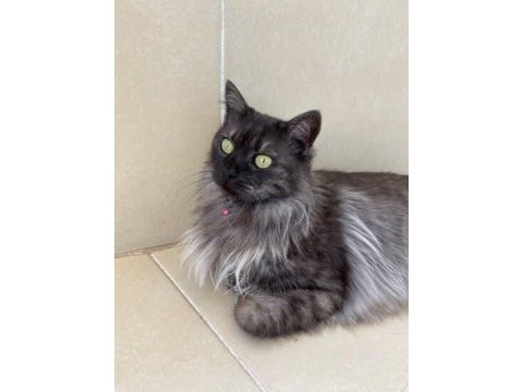 Maine coon çok uysal