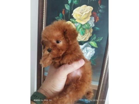 Red brown üst kalite toy poodle yavrular