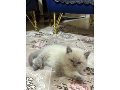 British shorthair gri ve beyaz yavru (dişi)