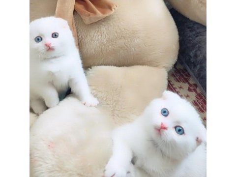 Koca kafalı scottish fold kızımız