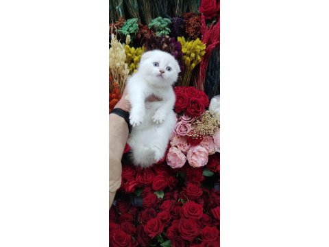 Sağlık ırk garantili scottish fold bebekler