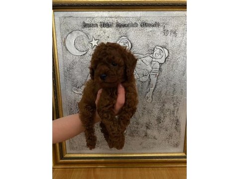 Toy poodle bebekler orijinal
