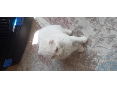 Scottish fold shorthair beyaz erkek 1 yaşında