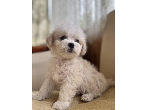 Köpeğimize acil yuva arıyoruz