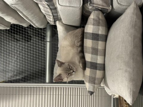 6 aylık akıllı uysal beyaz british shorthair kardeşler