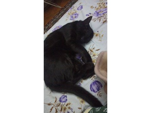 Depremzede ve 1 gözü kör kedimiz