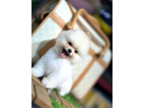 Show kalite pomeranian bebekler